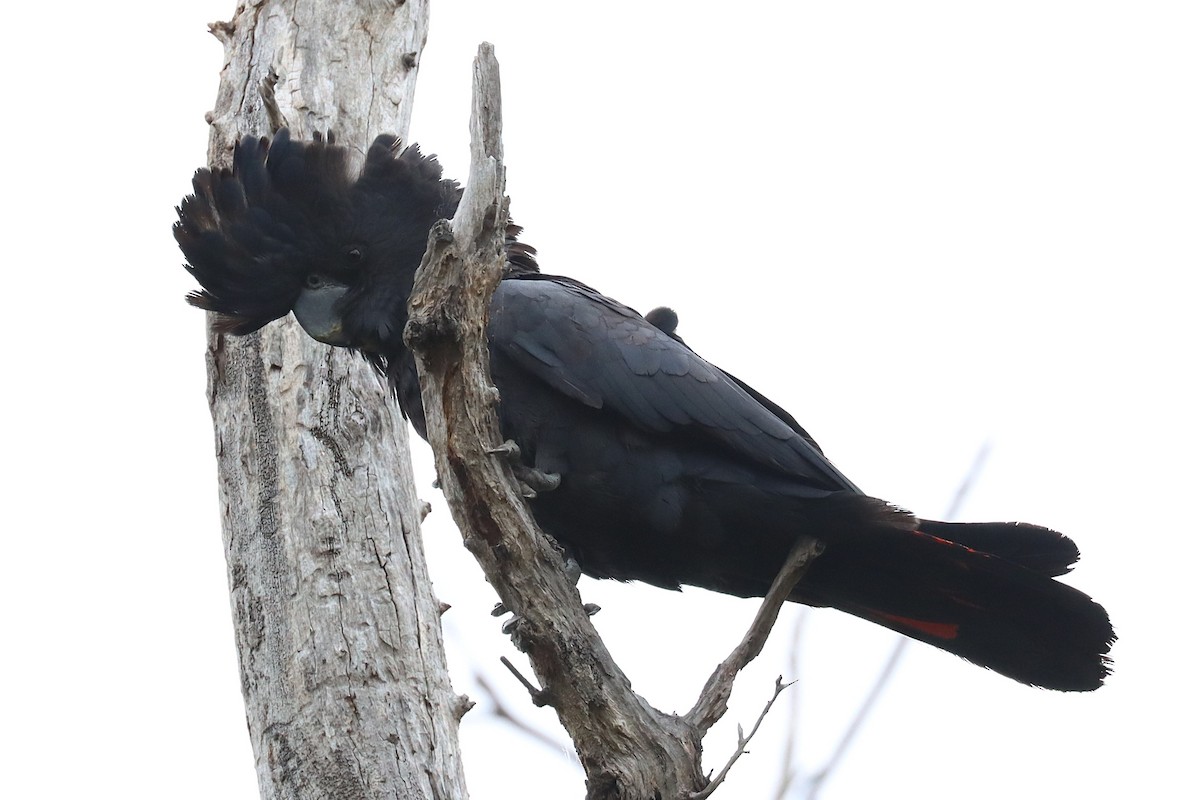 Red-tailed Black-Cockatoo - ML643072826