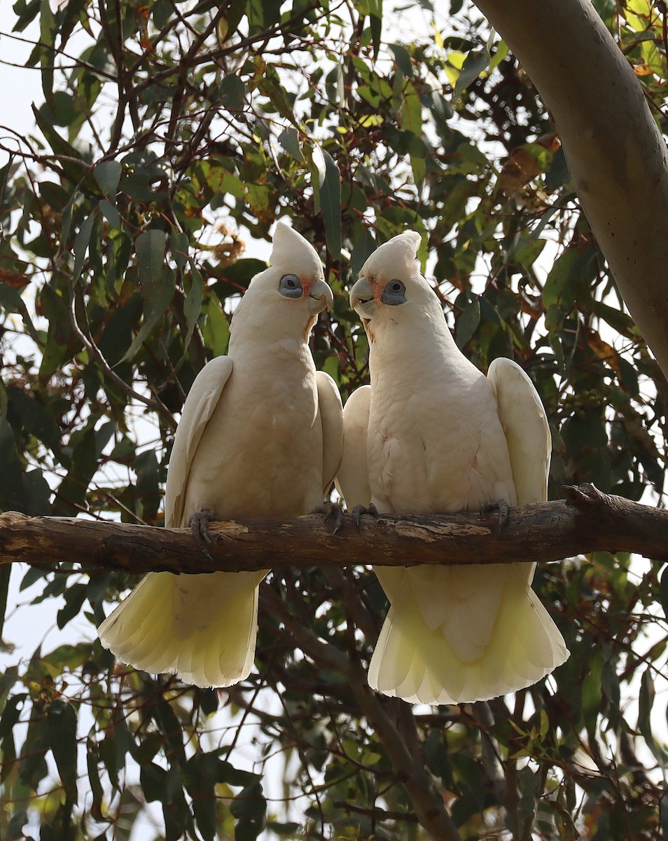 Little Corella - ML643072830