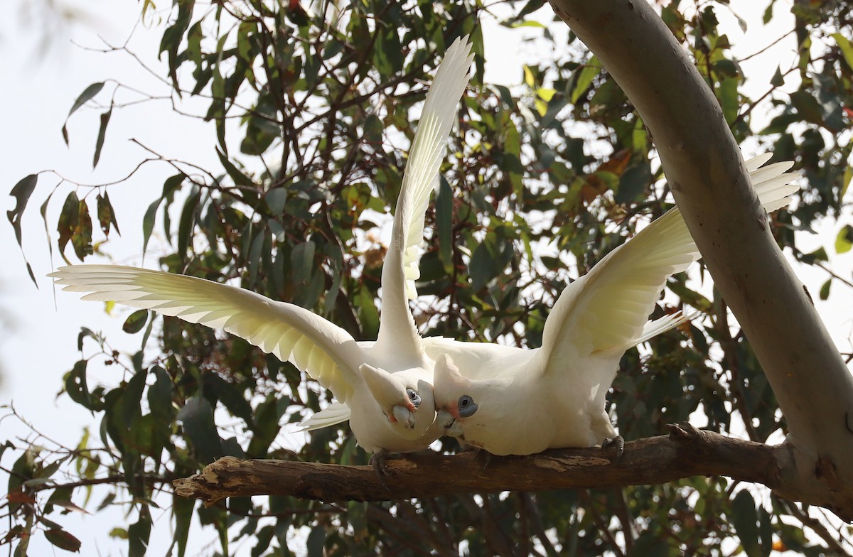 Little Corella - ML643072831