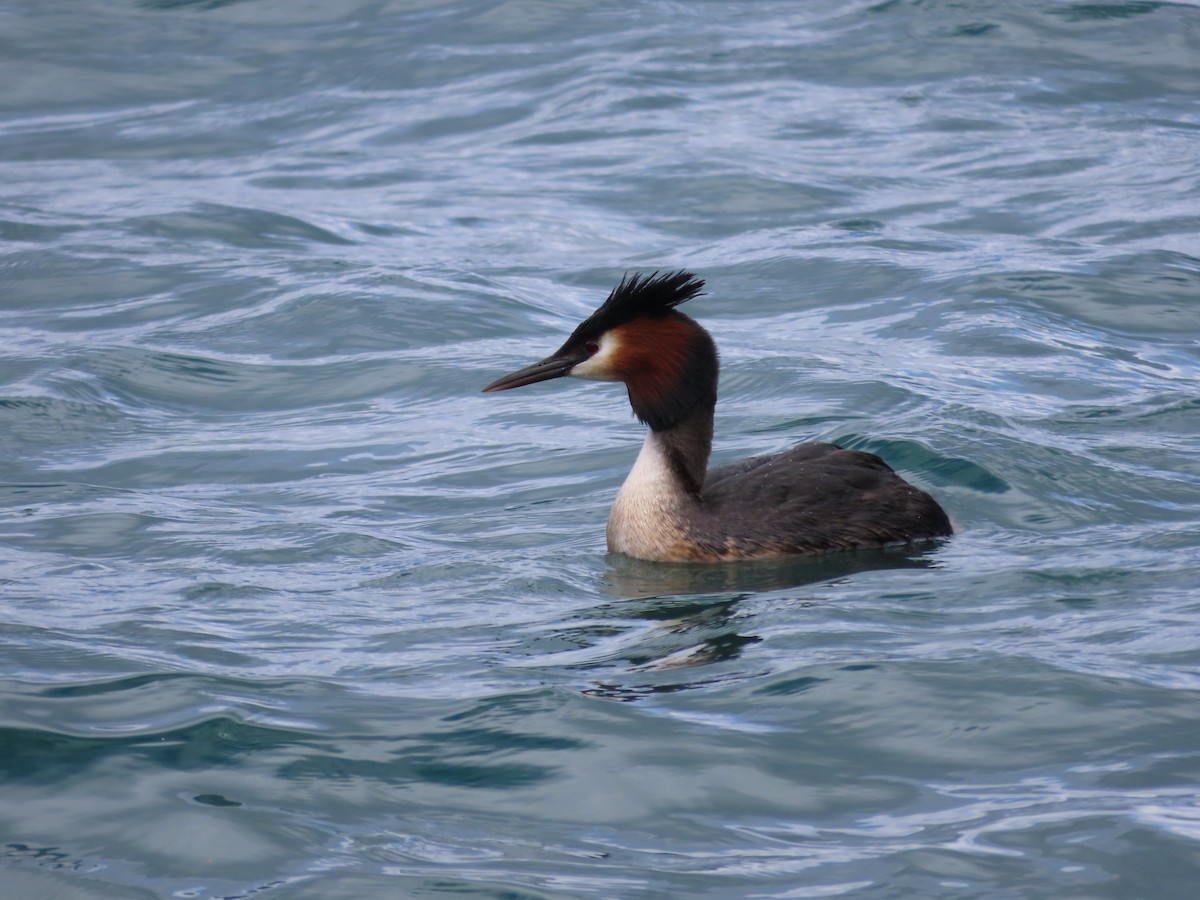 Great Crested Grebe - ML643072832