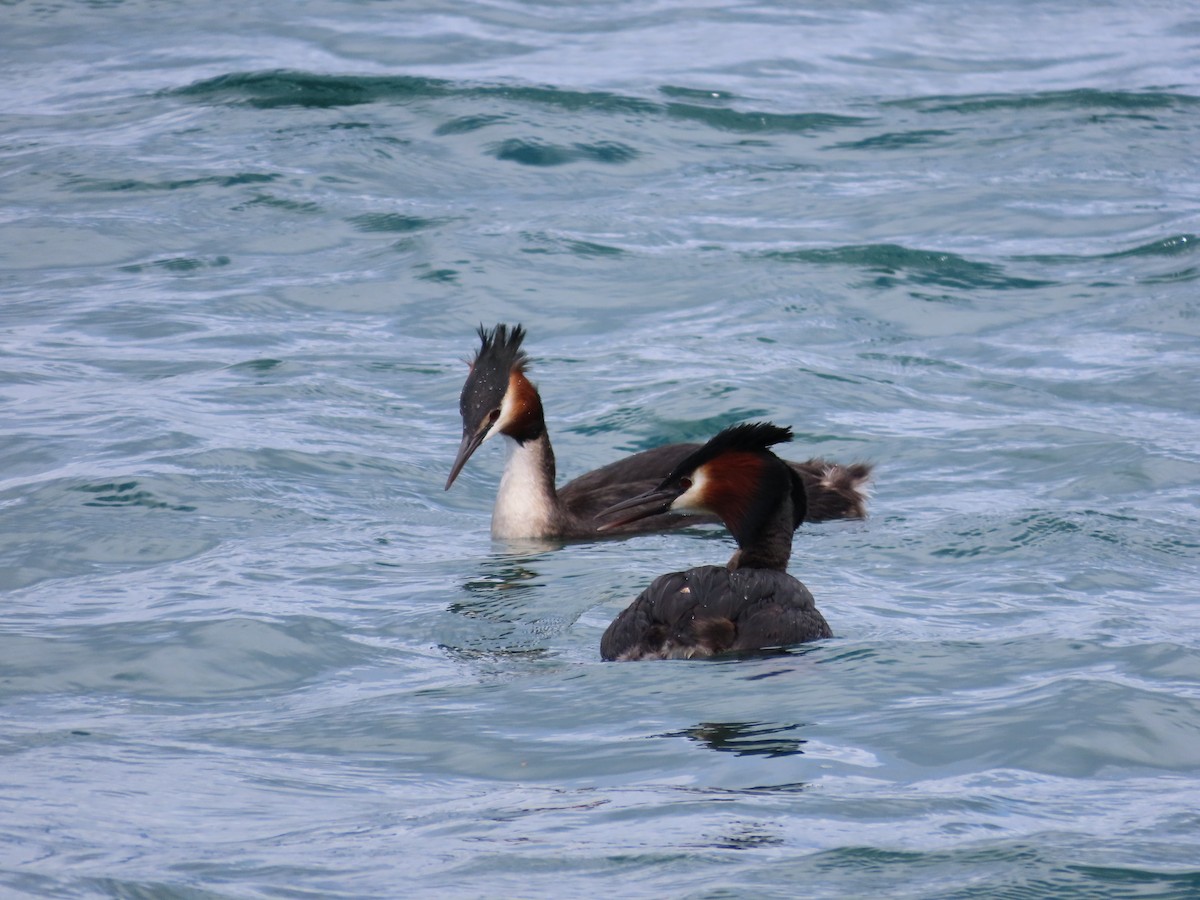 Great Crested Grebe - ML643072833