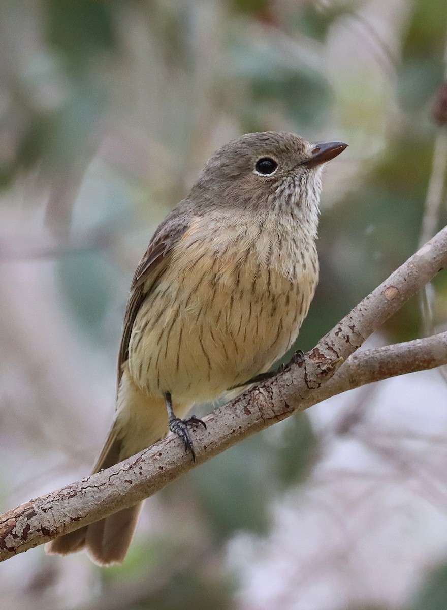 Rufous Whistler - ML643072840