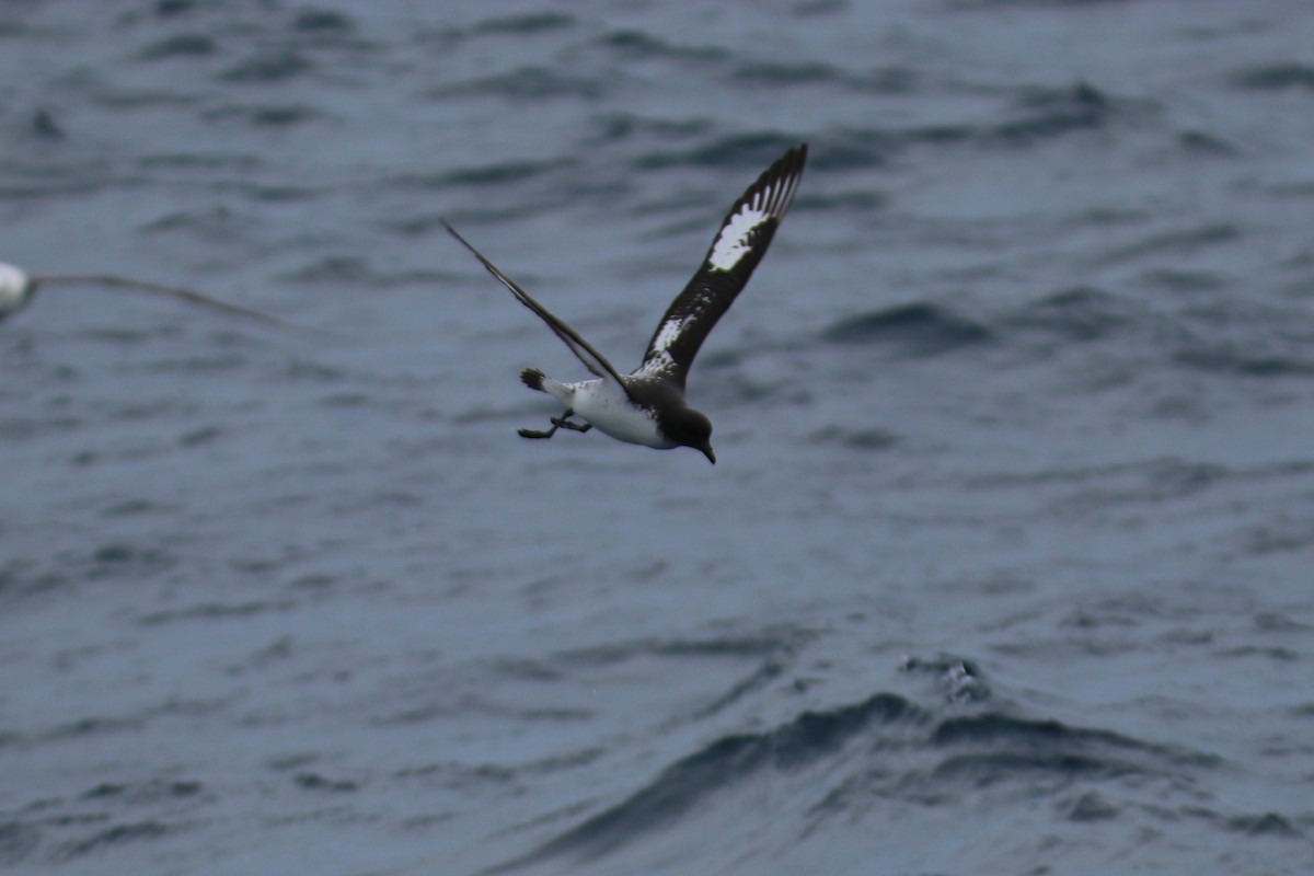 Pintado Petrel - ML643072847