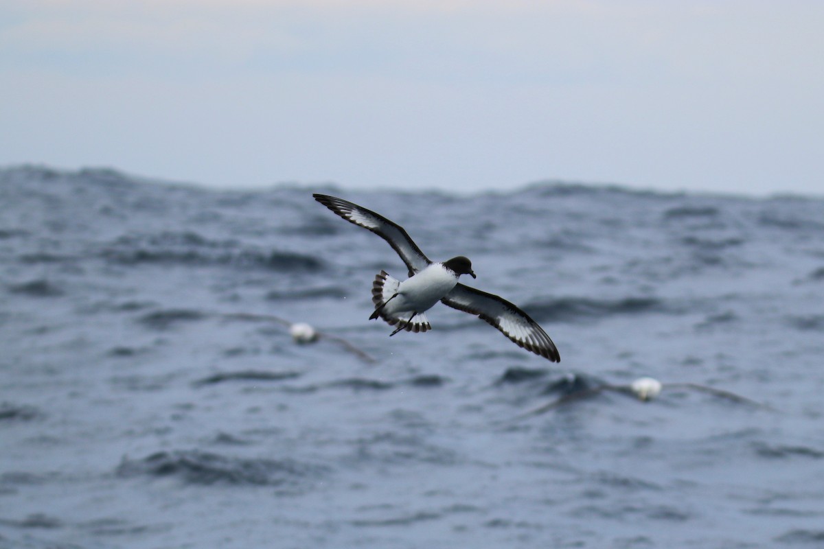 Pintado Petrel - ML643072848