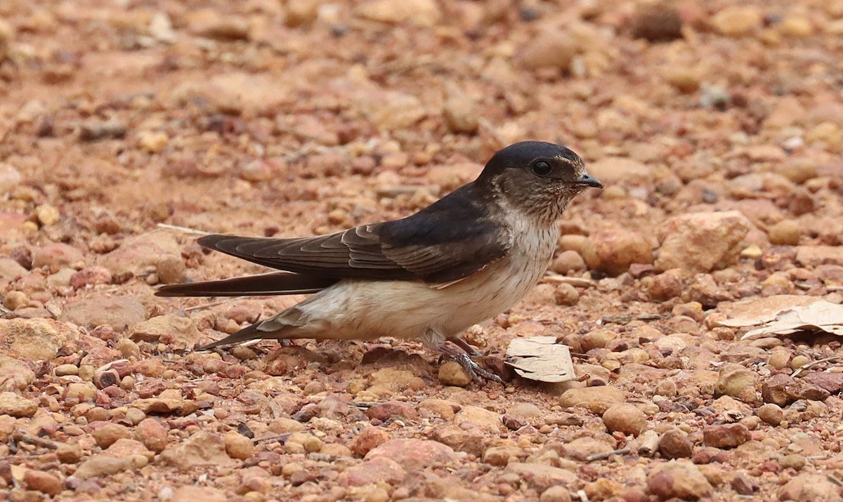 Tree Martin - ML643072849