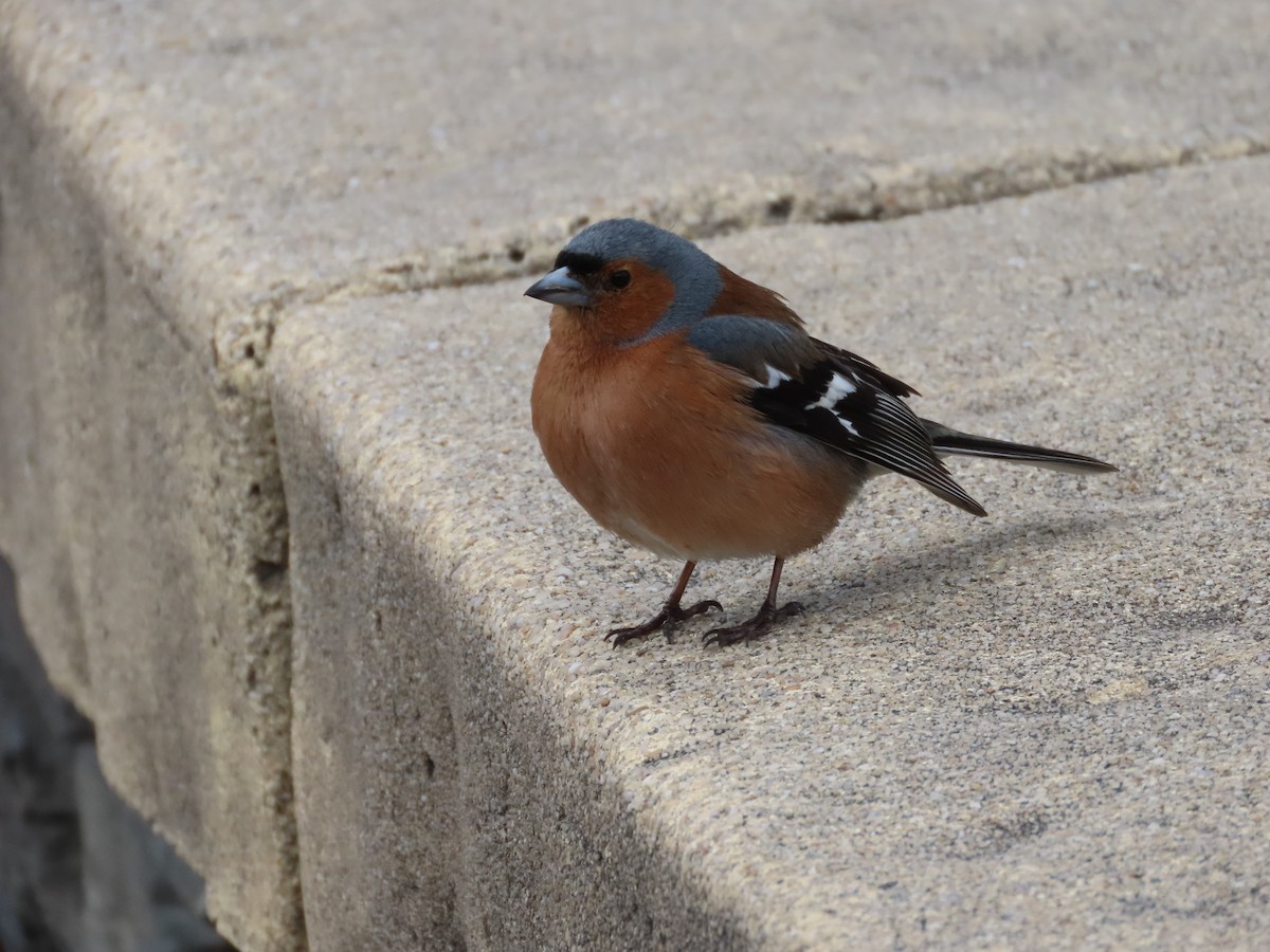 Common Chaffinch - ML643072850