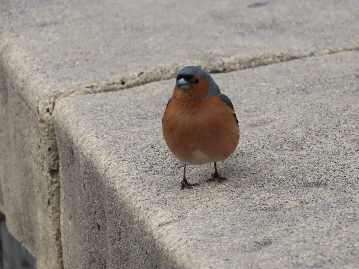 Common Chaffinch - ML643072851