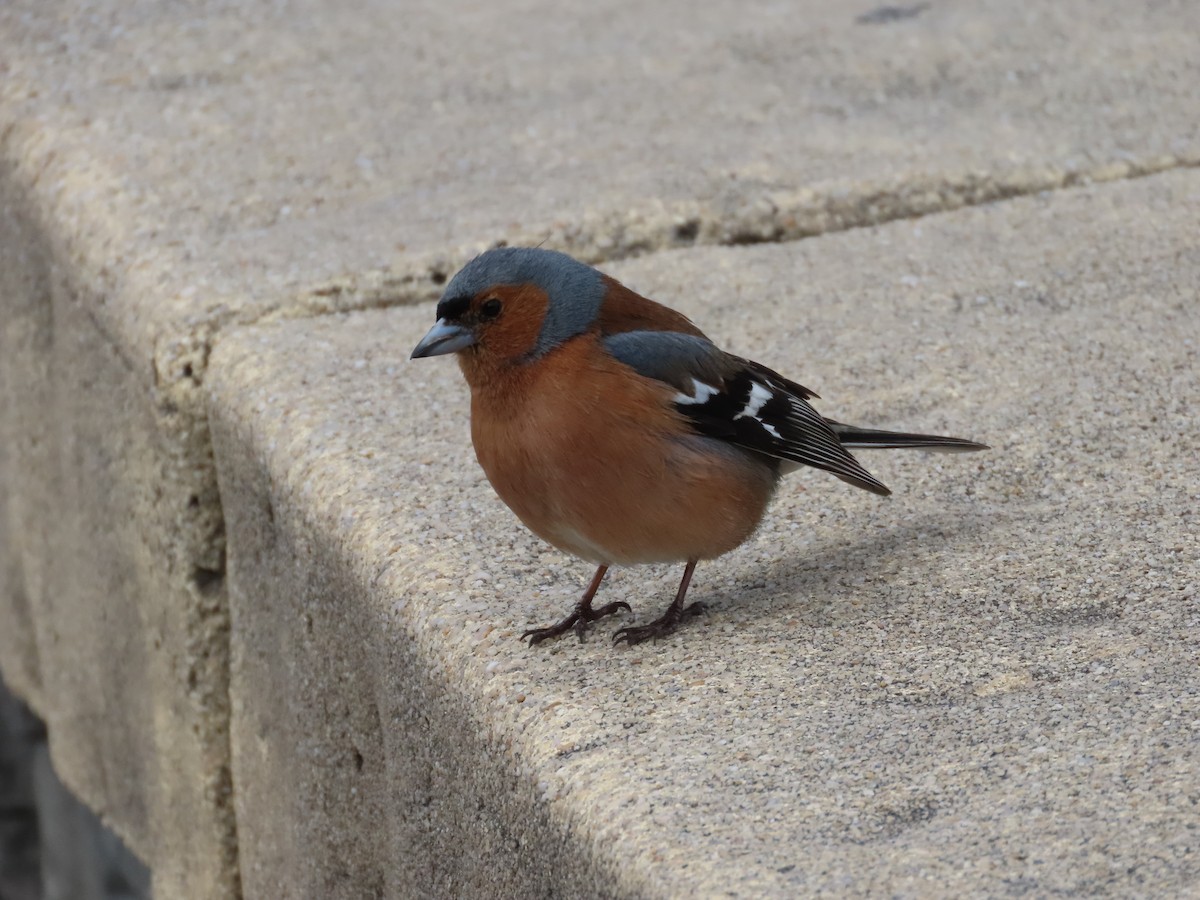 Common Chaffinch - ML643072852
