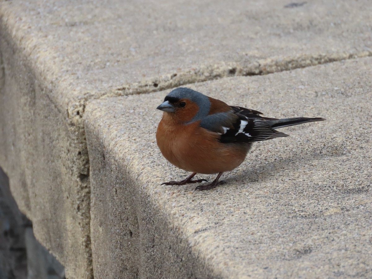 Common Chaffinch - ML643072853