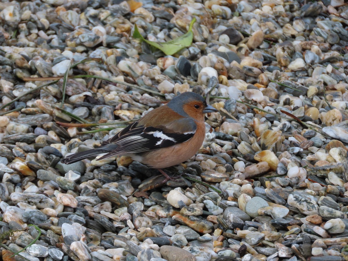Common Chaffinch - ML643072854