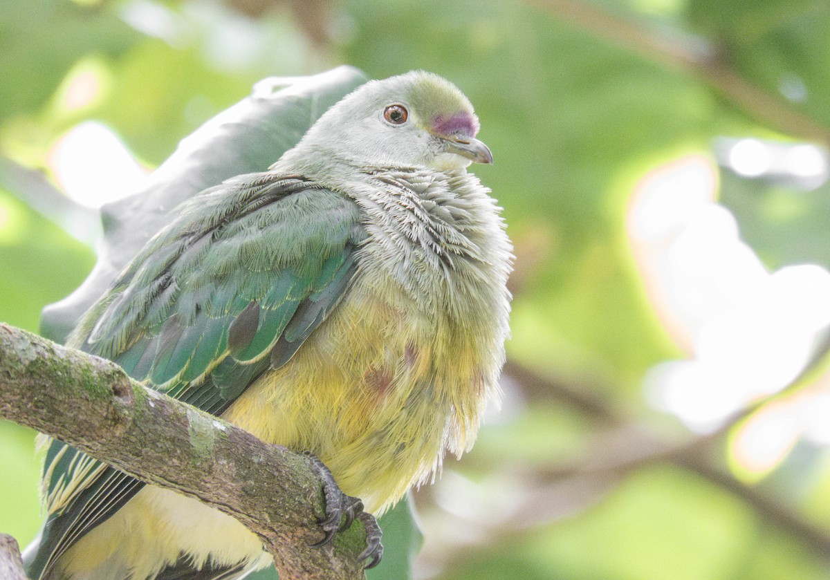 Cook Islands Fruit-Dove - ML643072861