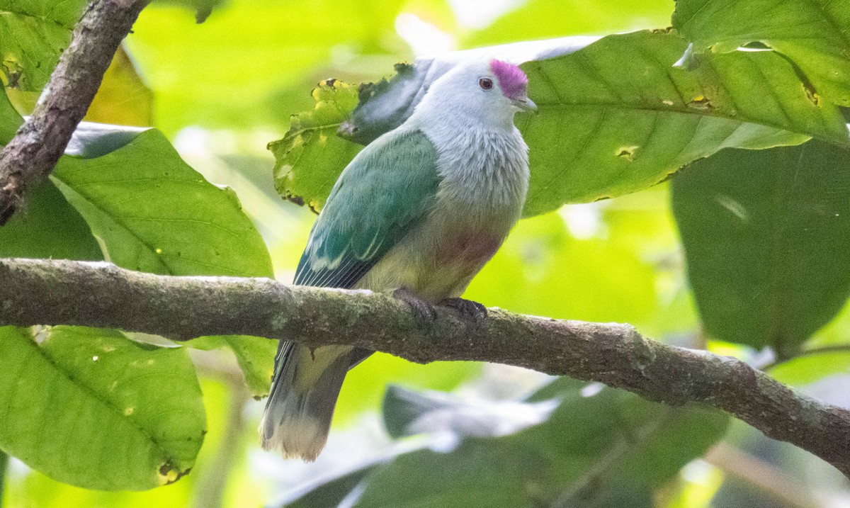 Cook Islands Fruit-Dove - ML643072862
