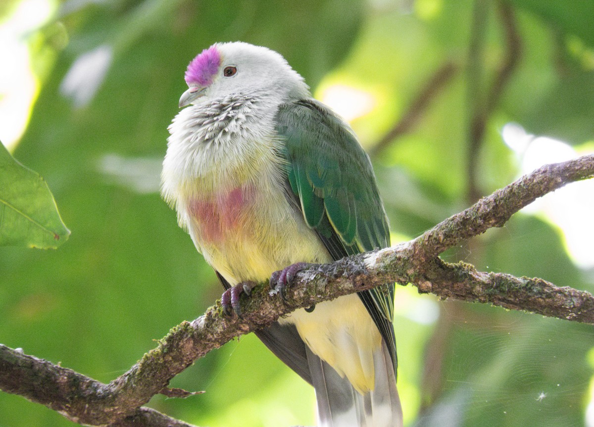 Cook Islands Fruit-Dove - ML643072863