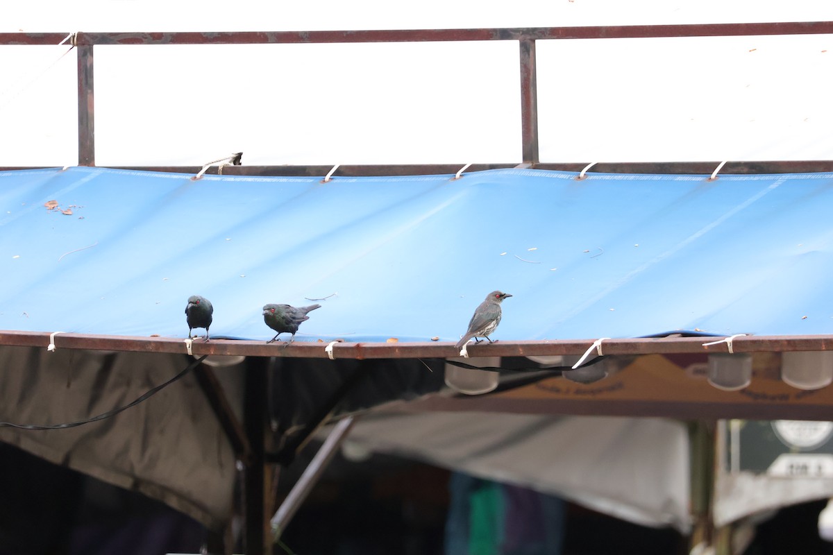 Asian Glossy Starling - ML643072881