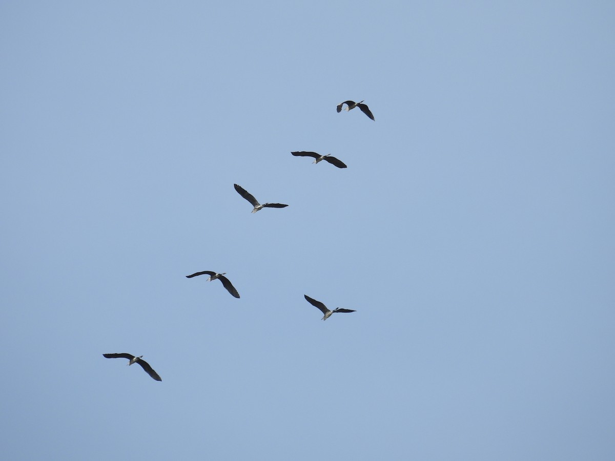 Gray Heron - ML643072892