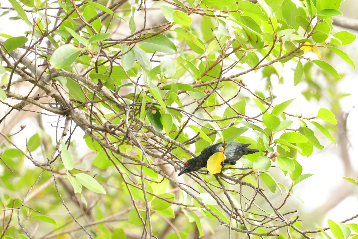 Asian Glossy Starling - ML643072924