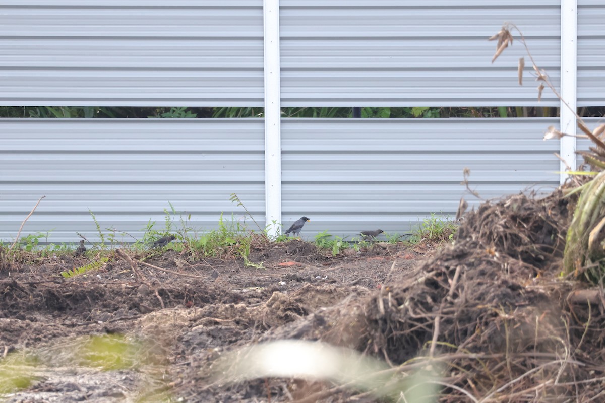 Javan Myna - ML643072965