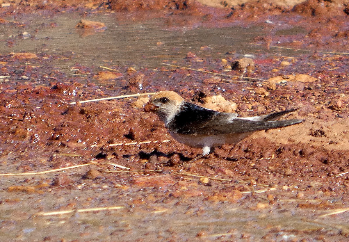 Fairy Martin - ML643072968