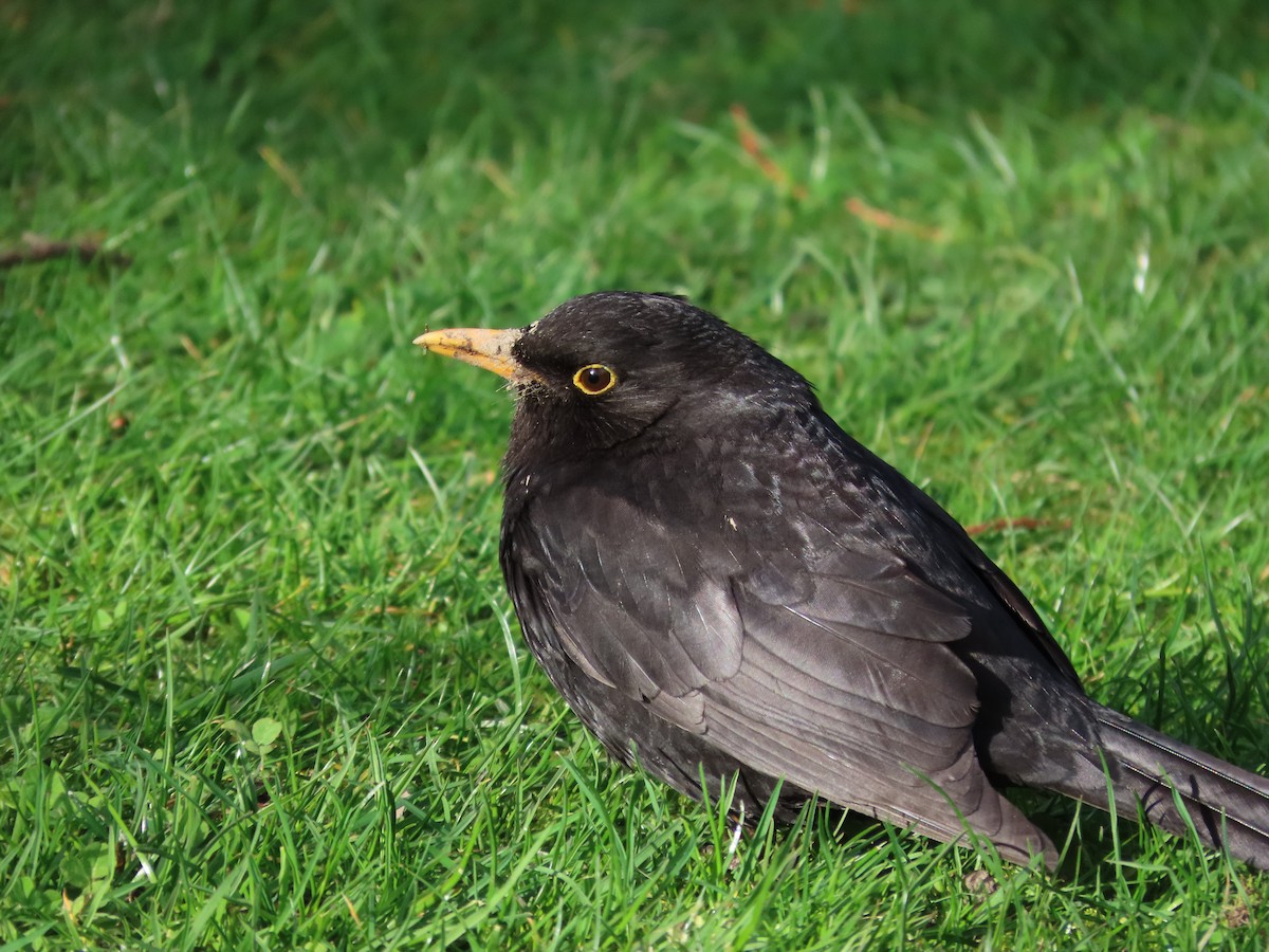Eurasian Blackbird - ML643072975