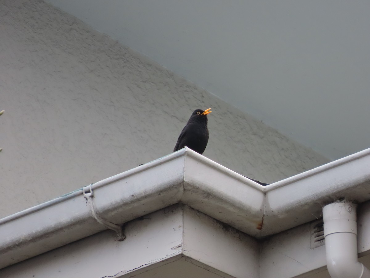 Eurasian Blackbird - ML643072976