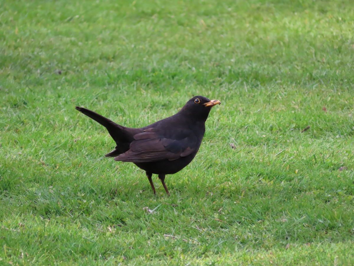 Eurasian Blackbird - ML643072977