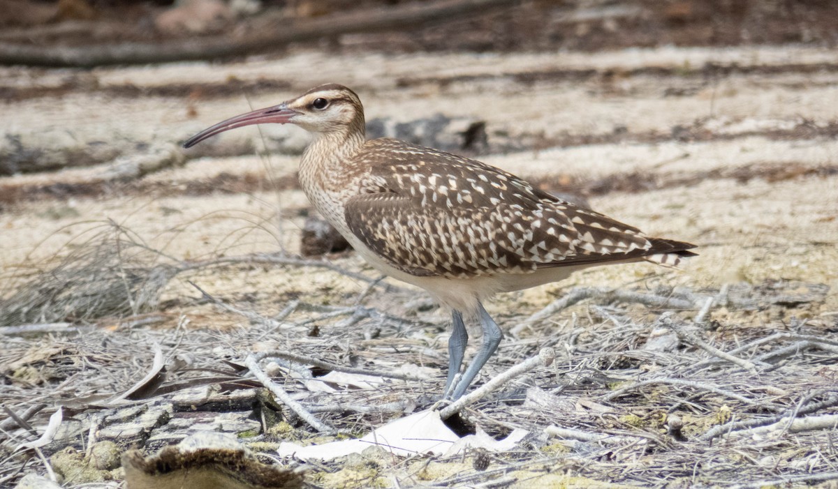 Bristle-thighed Curlew - ML643073004