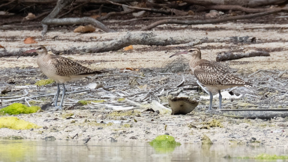 Bristle-thighed Curlew - ML643073005
