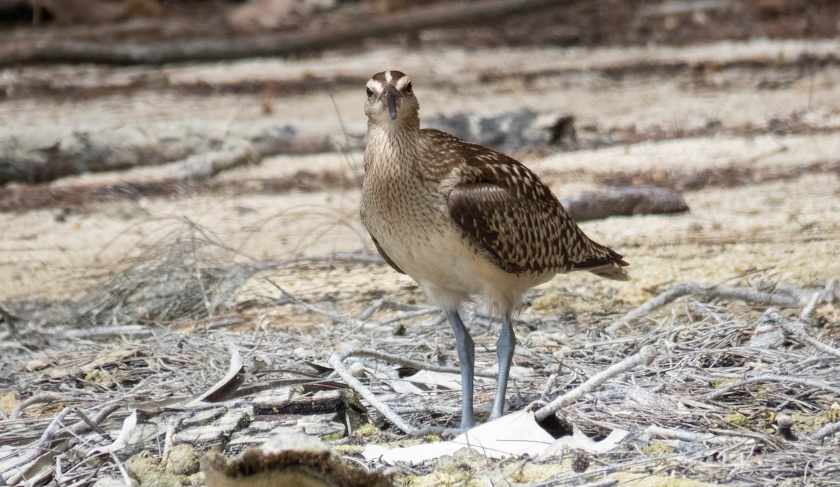 Bristle-thighed Curlew - ML643073006