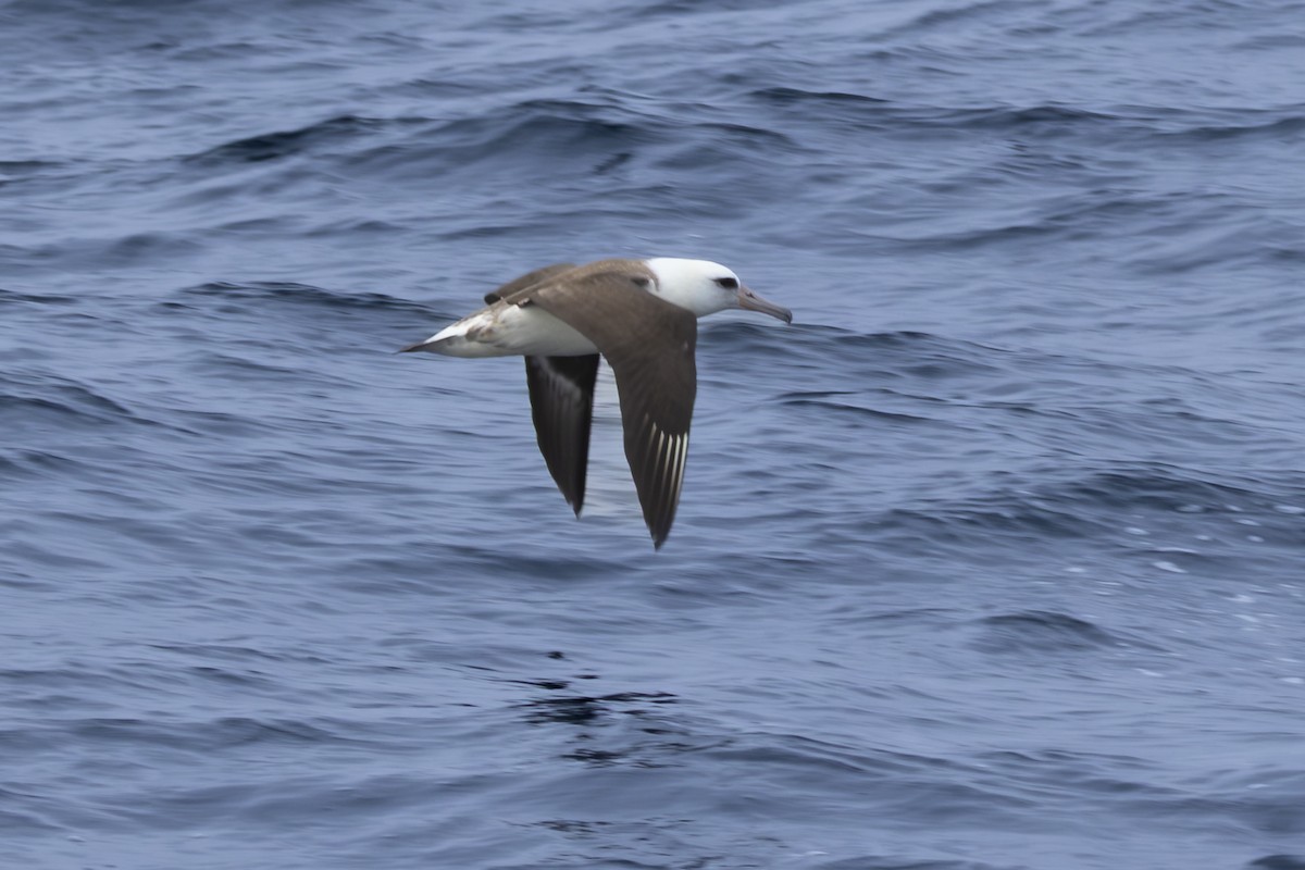 Laysan Albatross - ML643073017