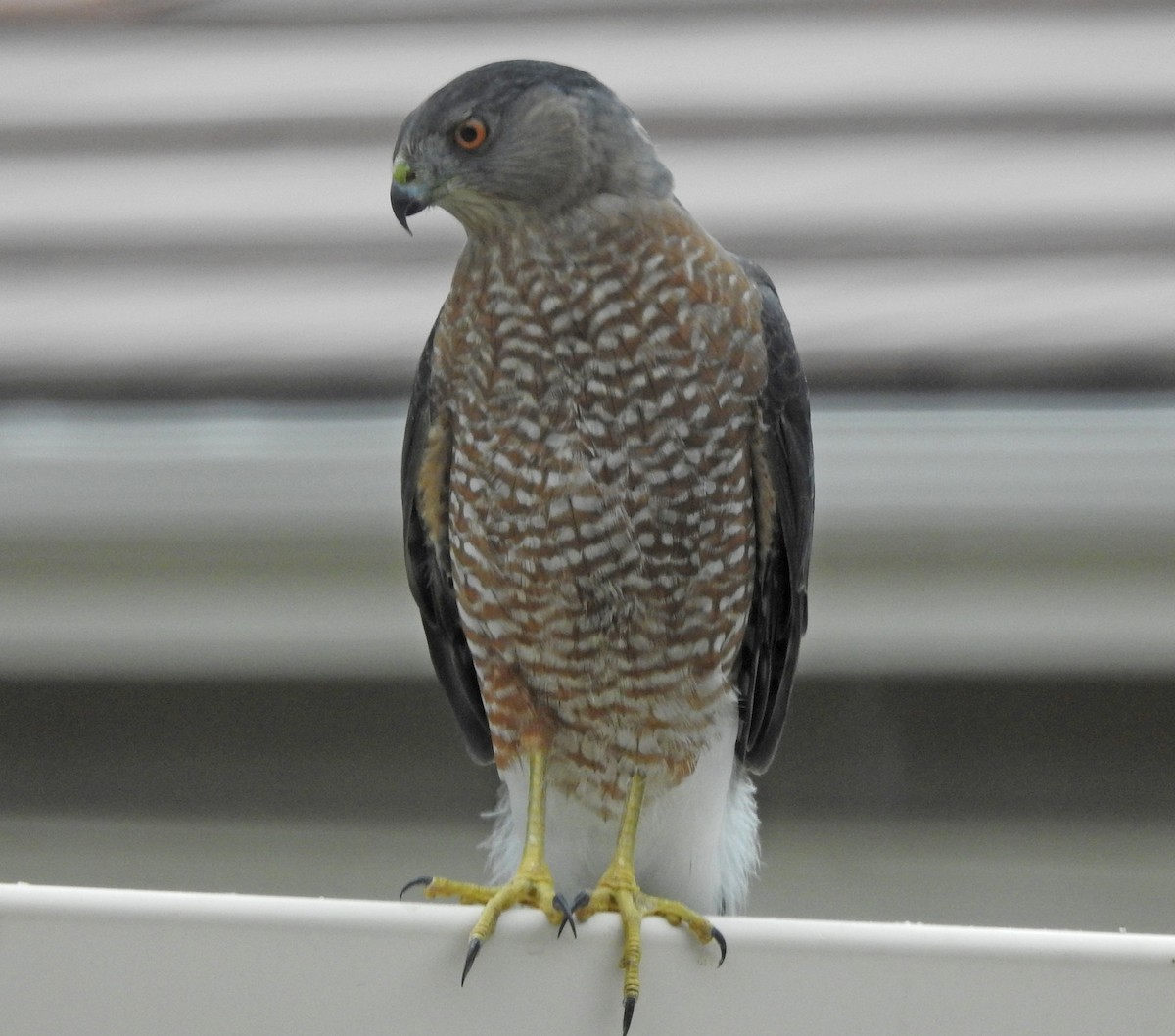 Cooper's Hawk - ML643073054