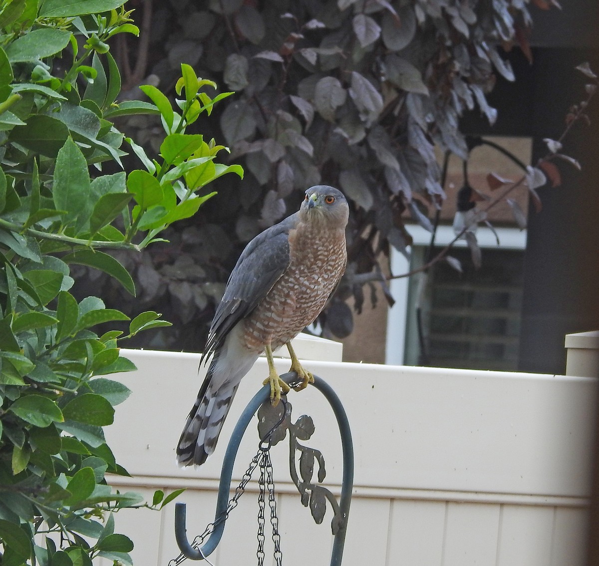 Cooper's Hawk - ML643073063