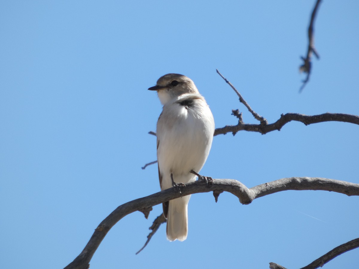 Jacky-winter - ML643073067