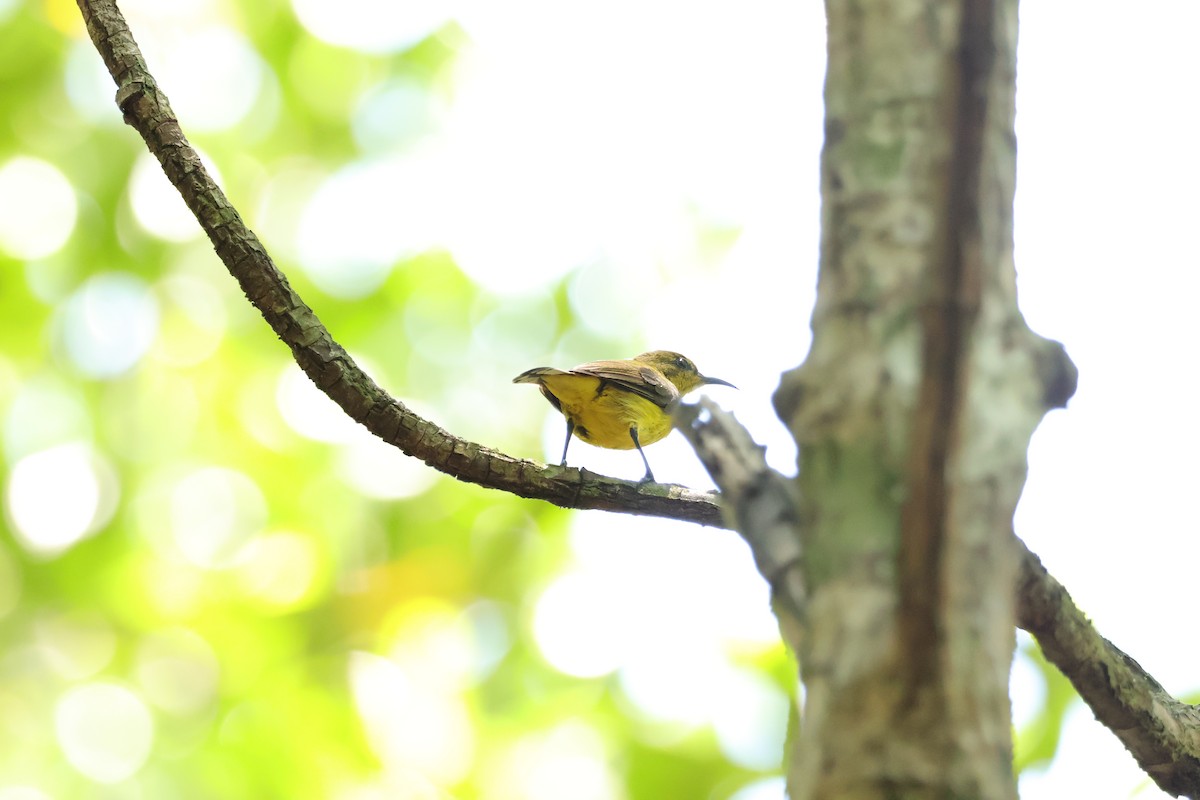 Ornate Sunbird (Ornate) - ML643073075