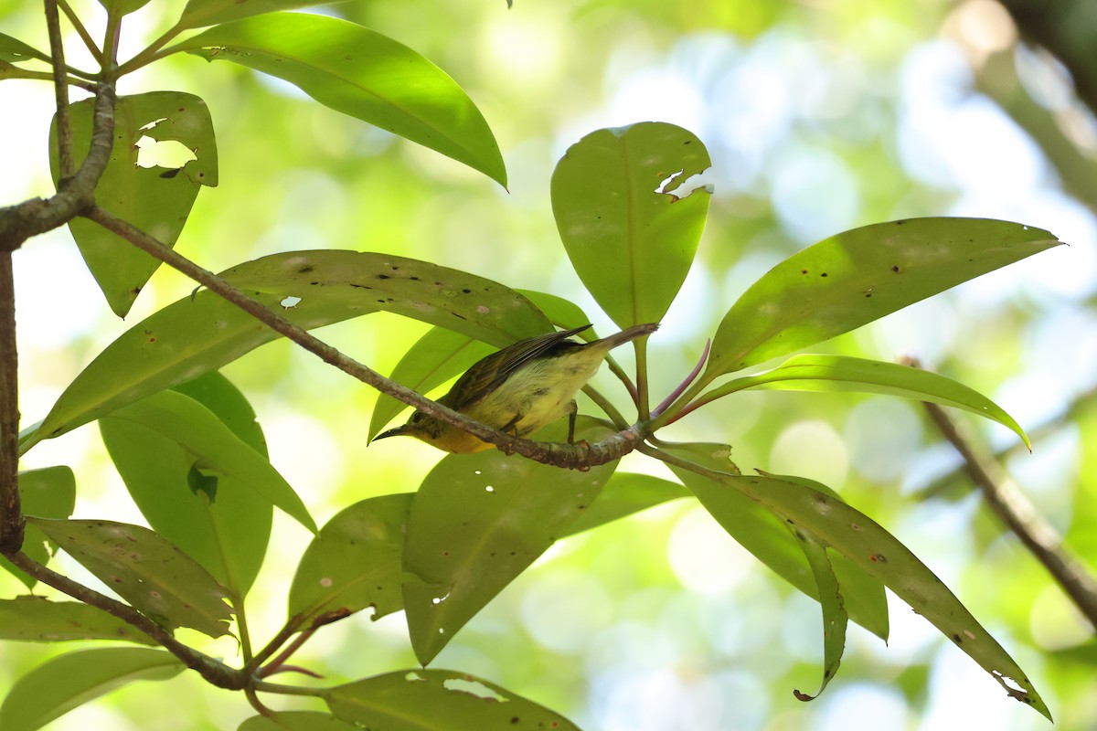 Ornate Sunbird (Ornate) - ML643073094