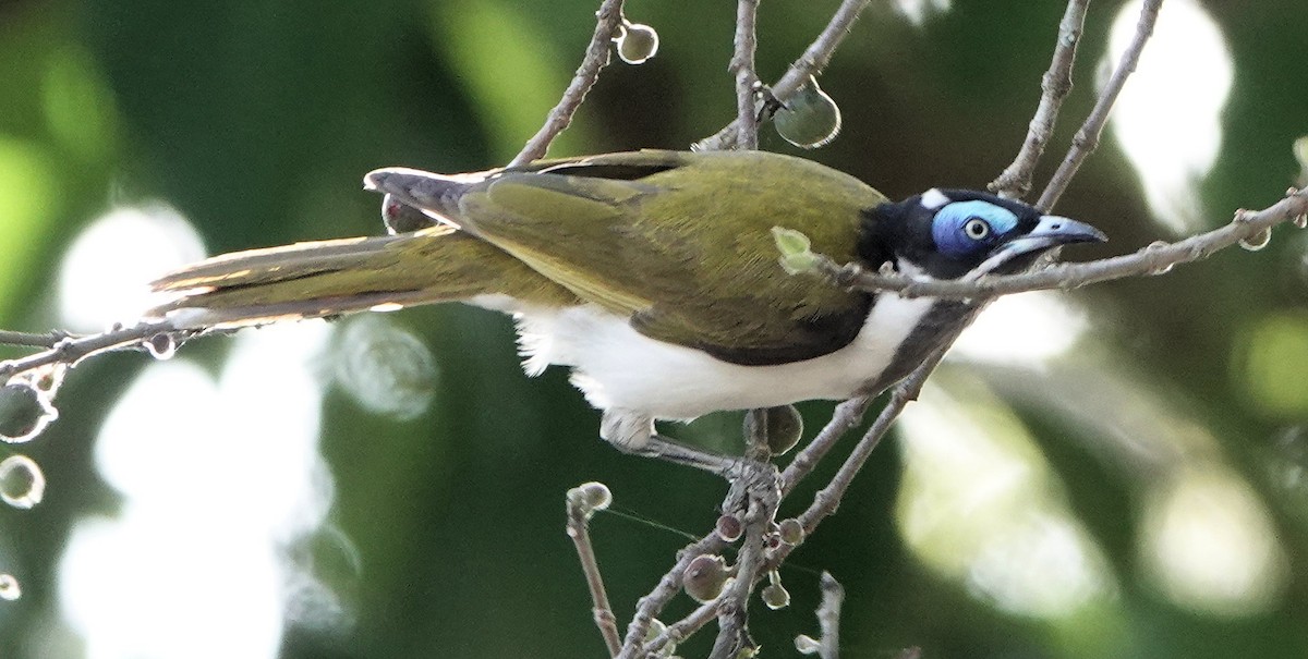 Blue-faced Honeyeater - ML643073103