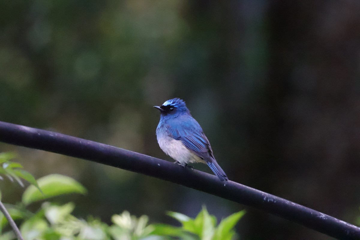 Papamoscas Índigo (ruficrissa/cerviniventris) - ML643073132