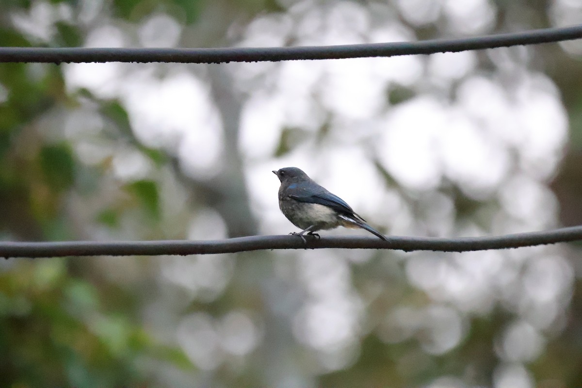 Papamoscas Índigo (ruficrissa/cerviniventris) - ML643073134