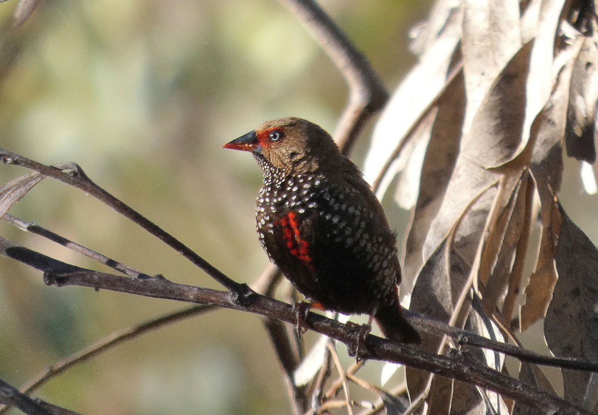 Painted Firetail - ML643073135