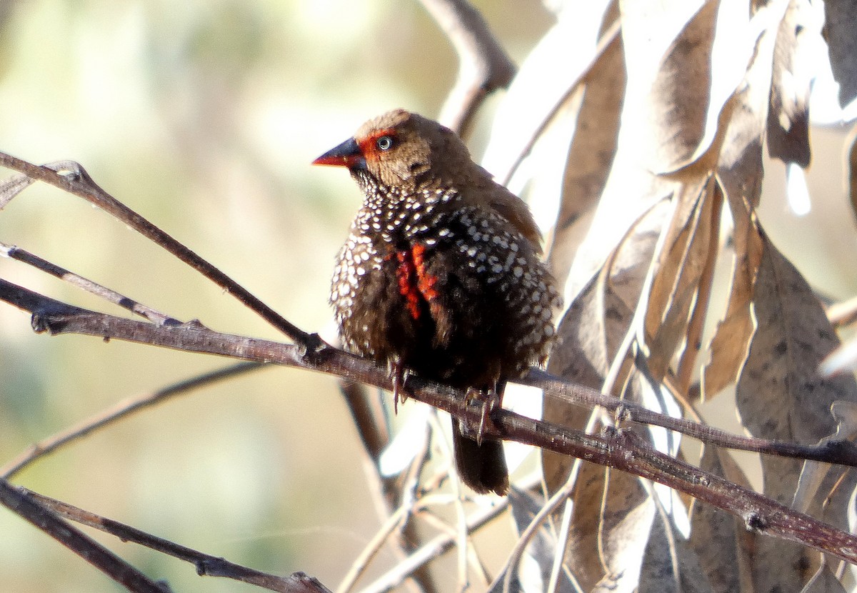 Painted Firetail - ML643073137