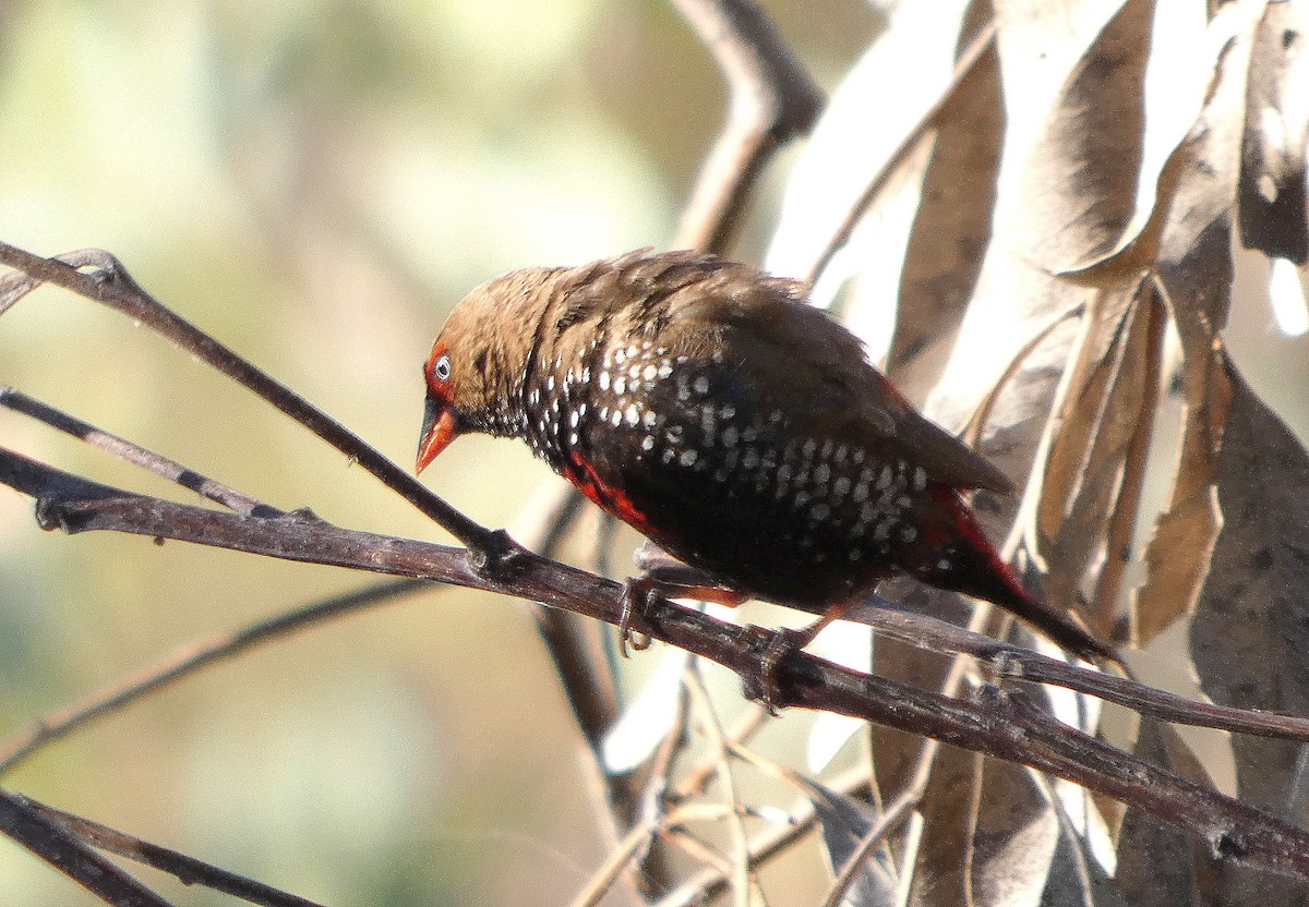 Painted Firetail - ML643073138
