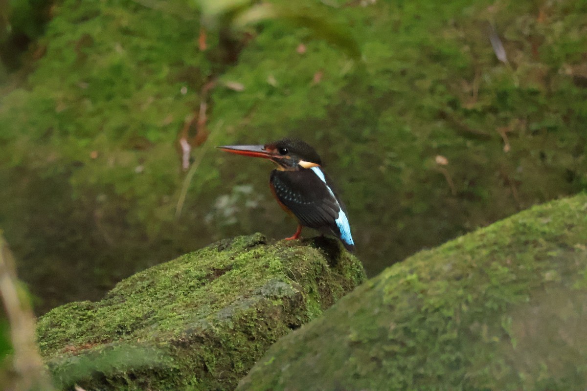 Malaysian Blue-banded Kingfisher - ML643073140