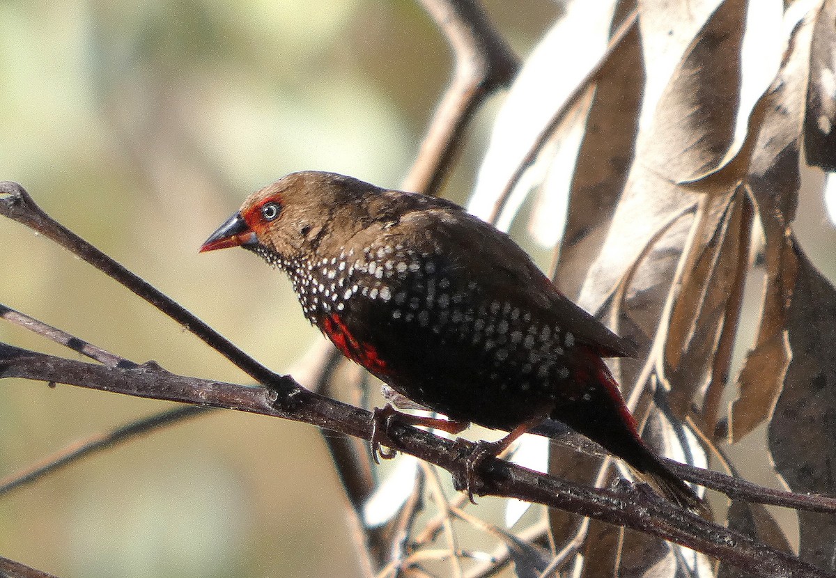 Painted Firetail - ML643073141