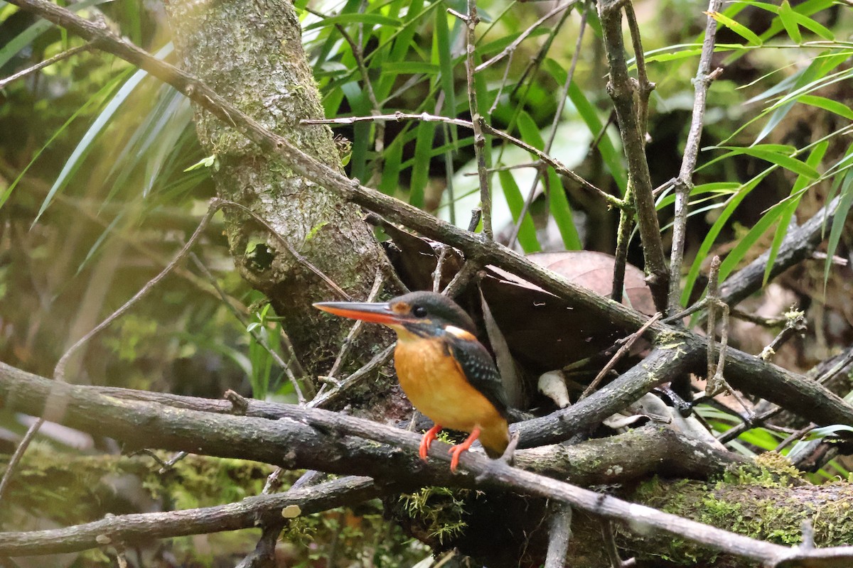 Malaysian Blue-banded Kingfisher - ML643073148