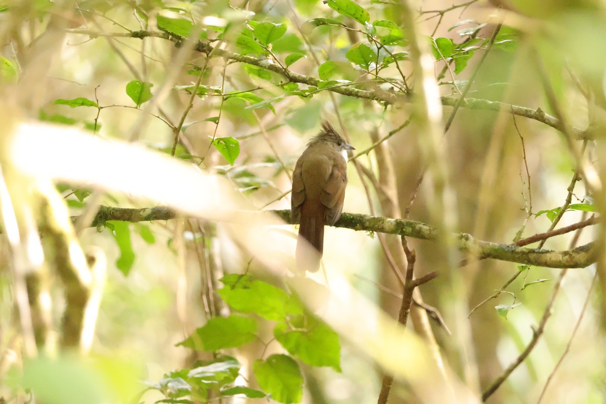 Penan Bulbul (Penan) - ML643073153