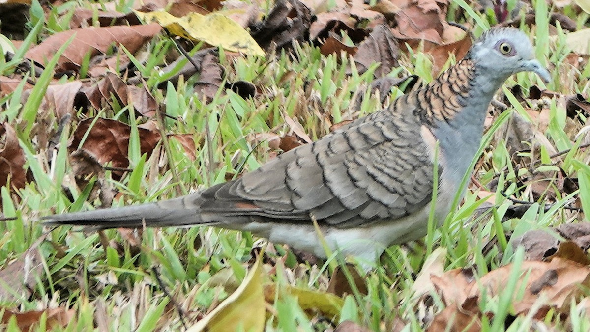 Bar-shouldered Dove - ML643073187