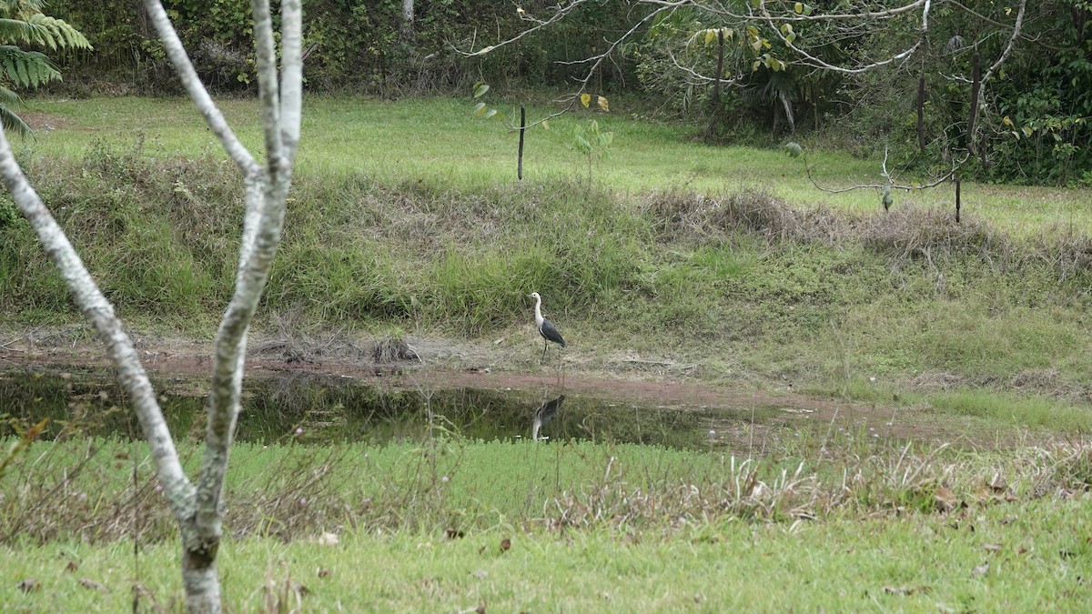 Pacific Heron - Linda Bell