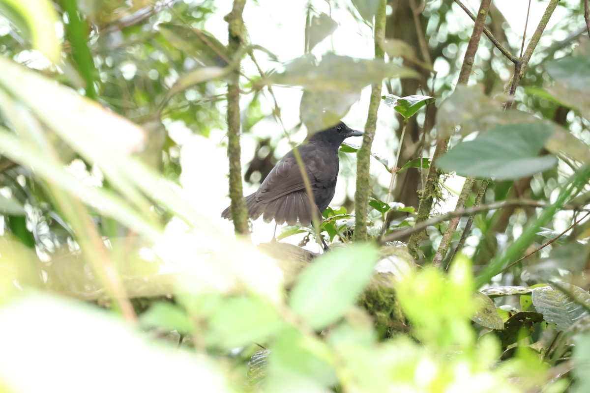 Bornean Whistling-Thrush - ML643073193