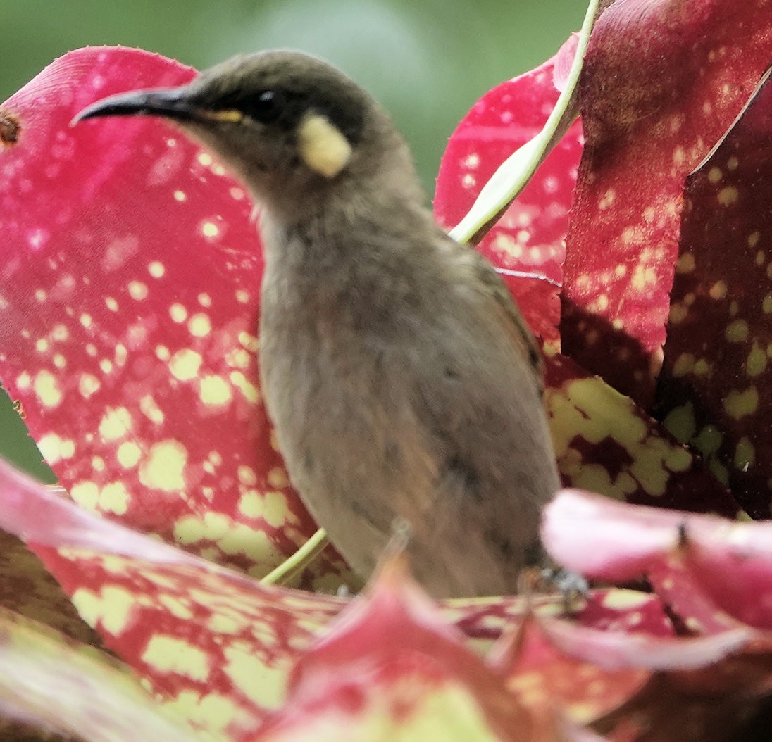 Yellow-spotted Honeyeater - ML643073195