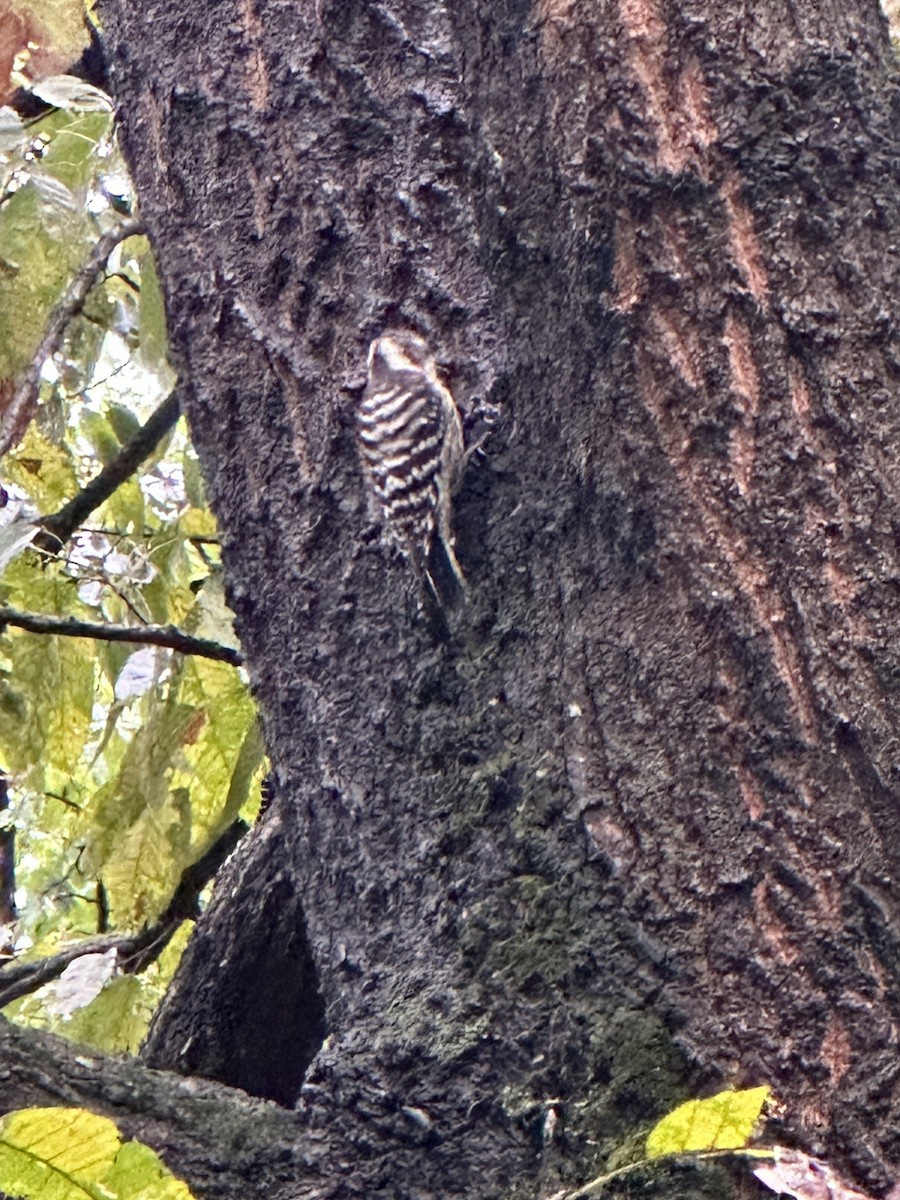 Japanese Pygmy Woodpecker - ML643073212