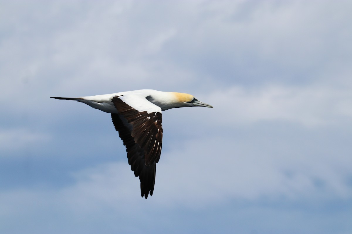 Australasian Gannet - ML643073215